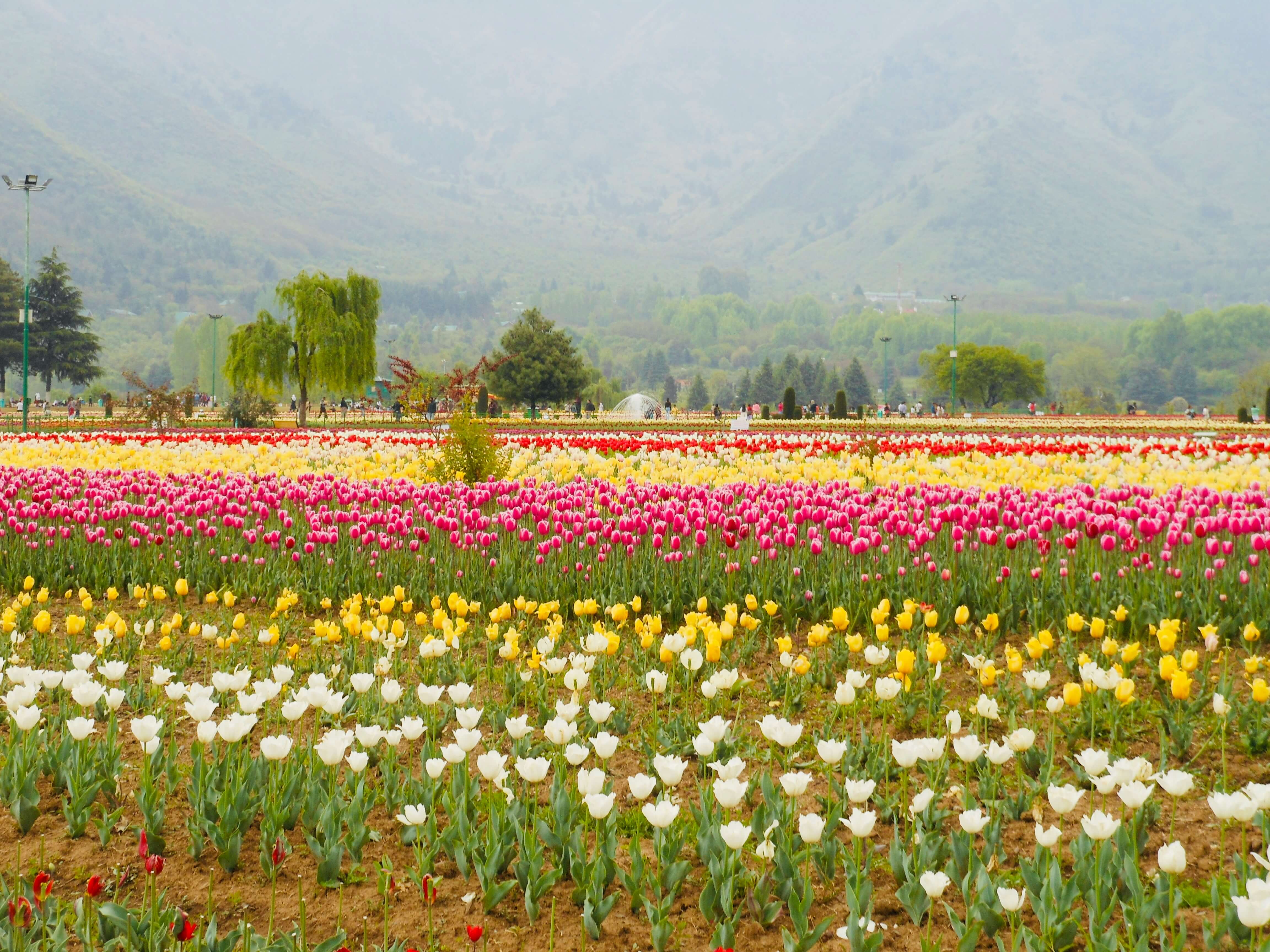 Kashmir 6 Nights 7 Days Package